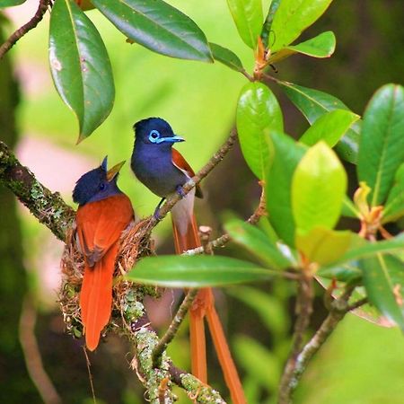 Idle & Wild Chalet Hazyview Ngoại thất bức ảnh